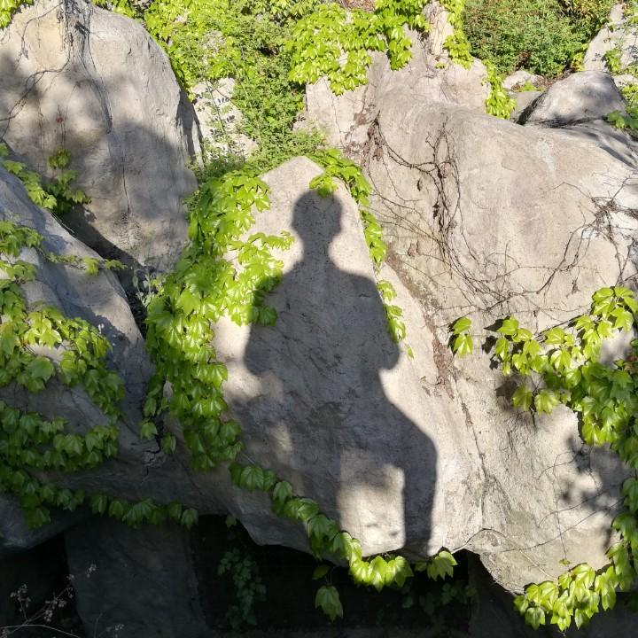 金陵皖来客，沪啊游