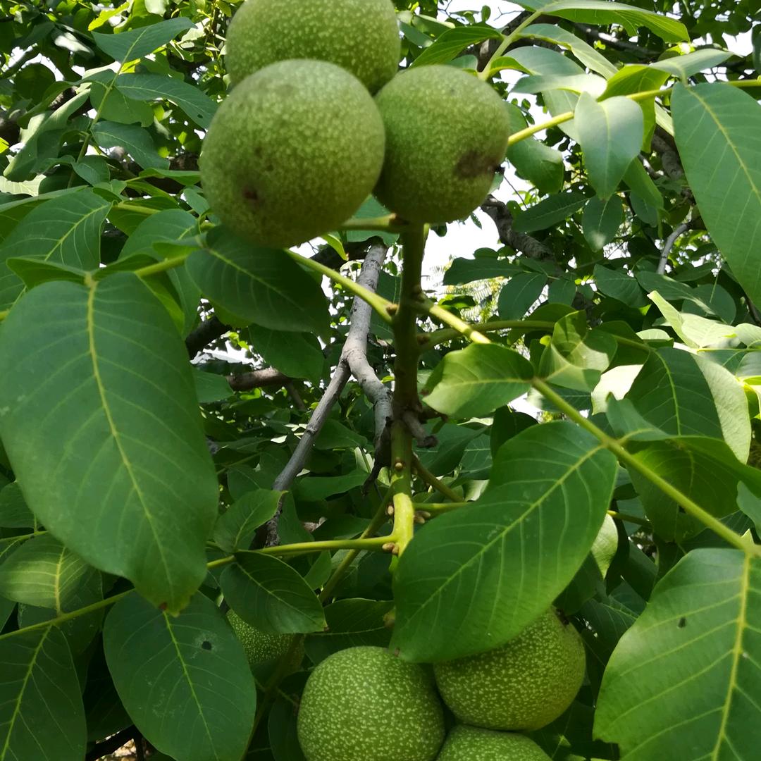杨家锁