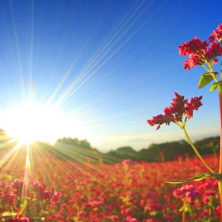 花好月圆