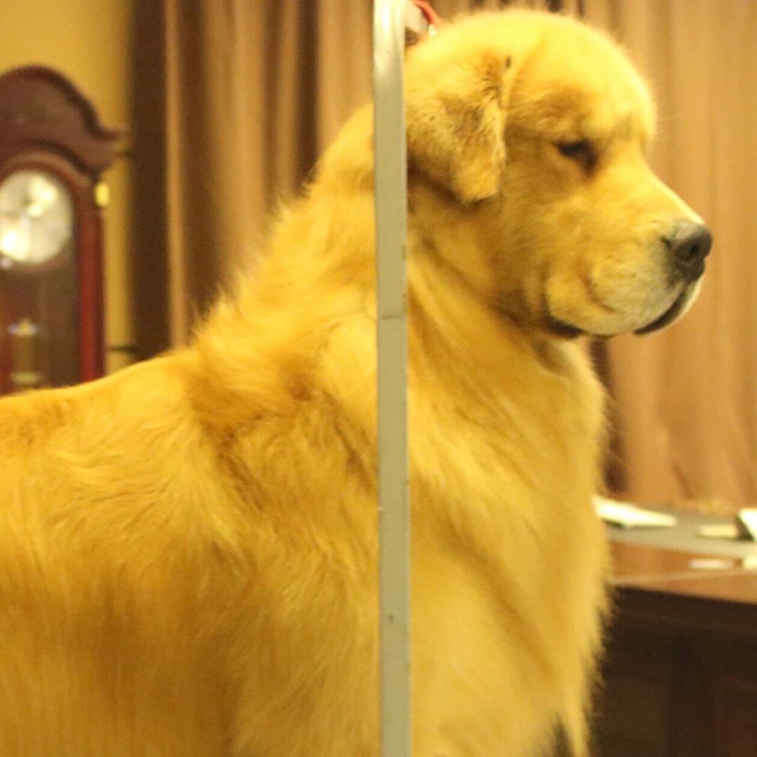 巅峰犬舍