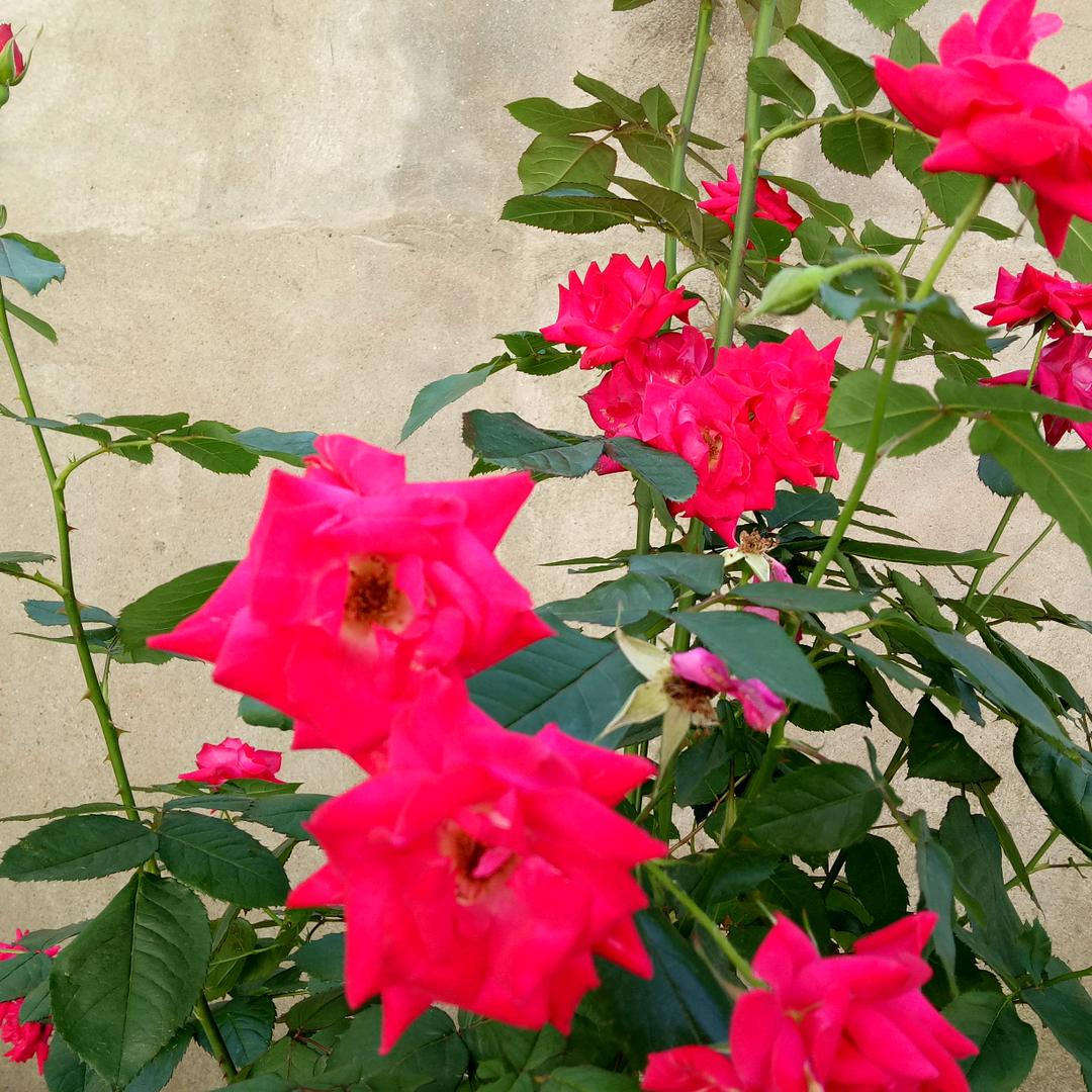 。茉莉花