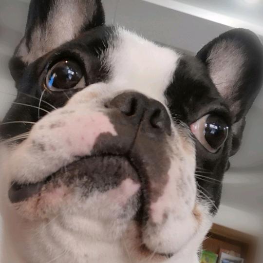 牛局是头猪🐷
