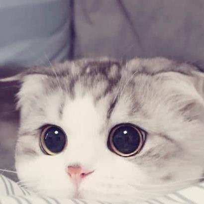 小伍Cgc