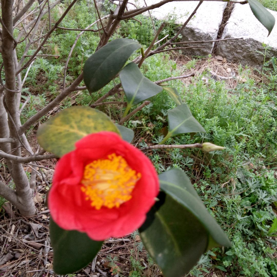 💐烈酒花生🍴🍴