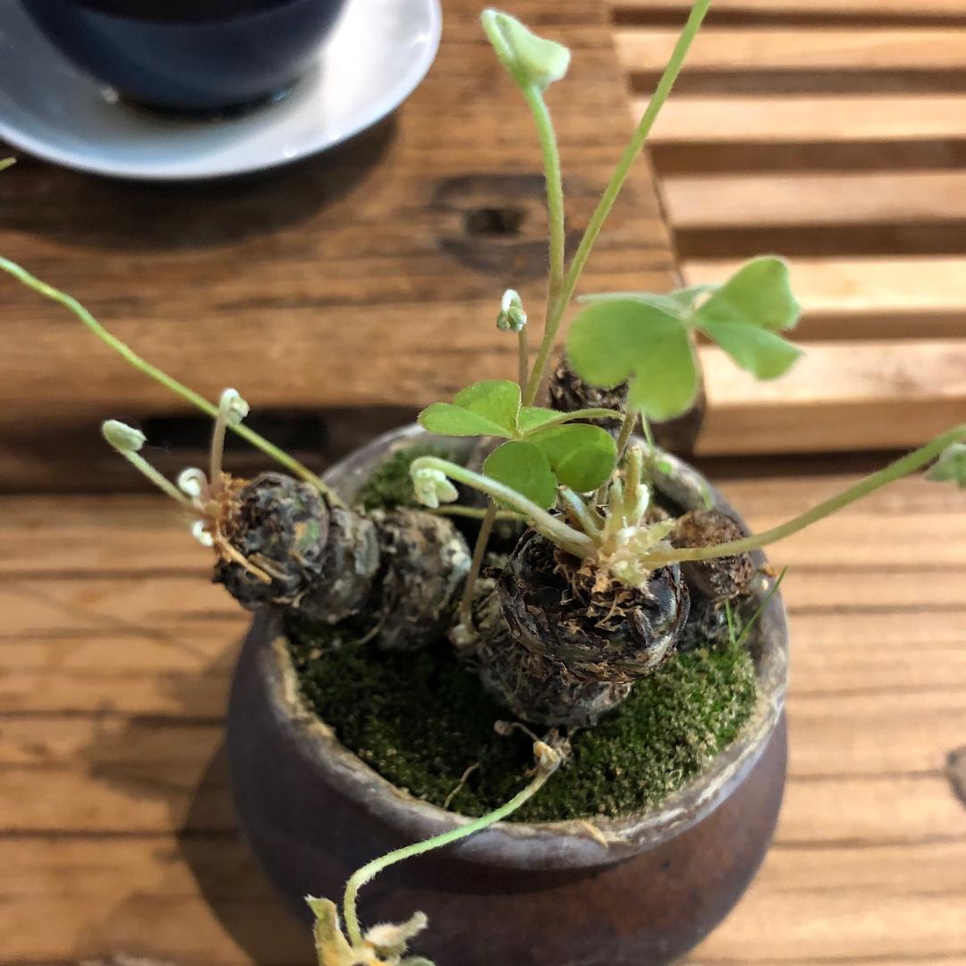 湖心沐月
