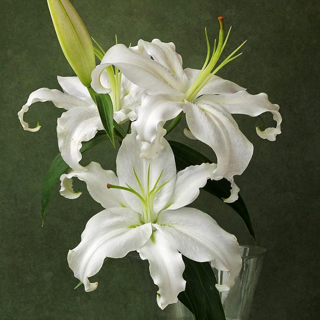 菠萝菠萝蜜(ಡωಡ)hiahiah