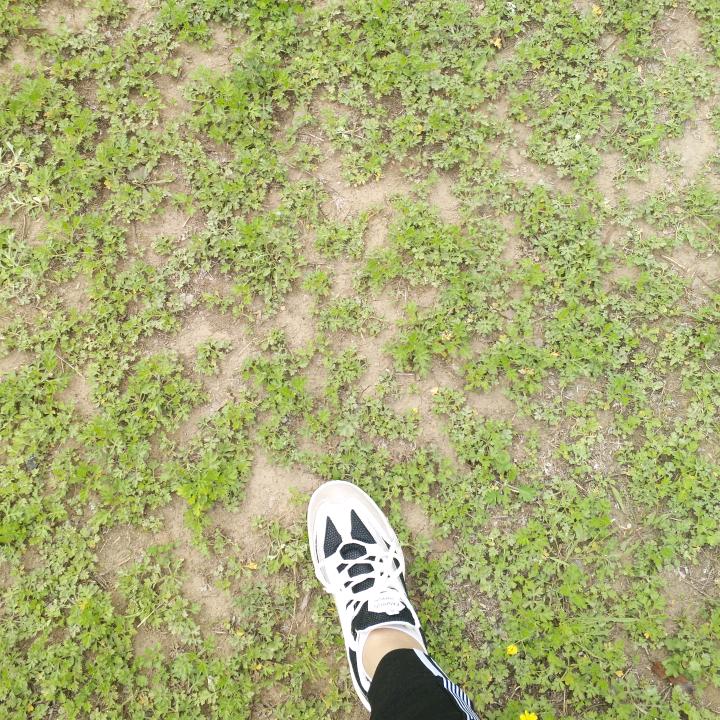 幽香的草
