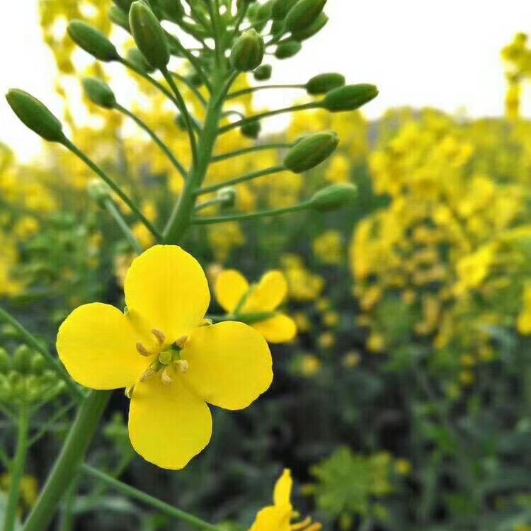 梦想未来