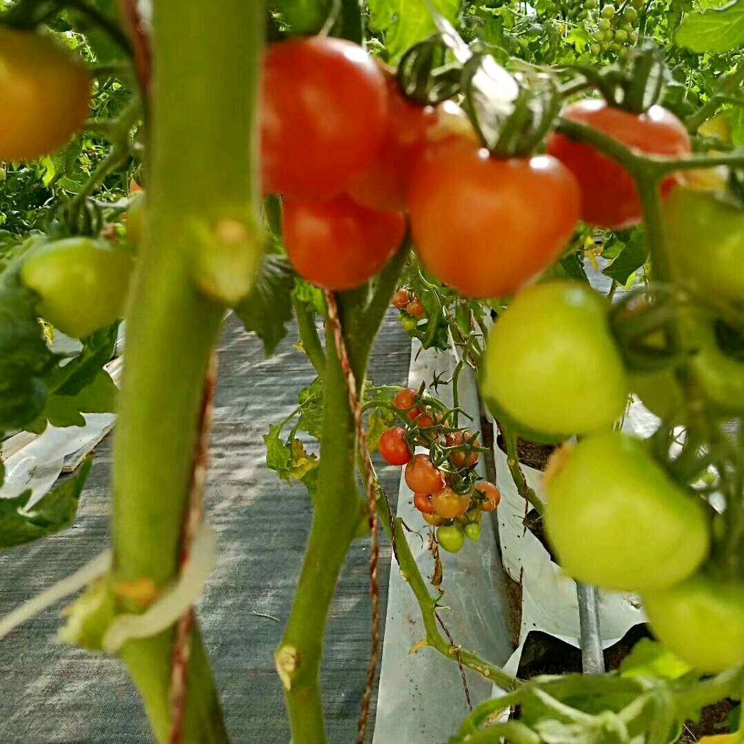 绿德丰现代农业