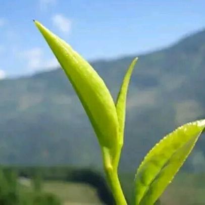 用户2990488238655田源绿茶