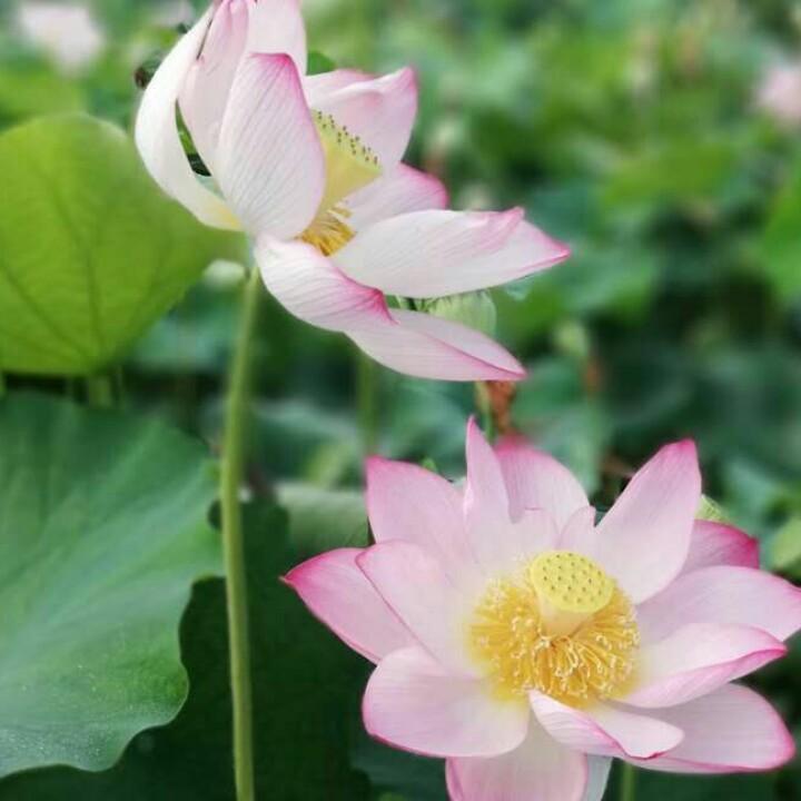 风中百合