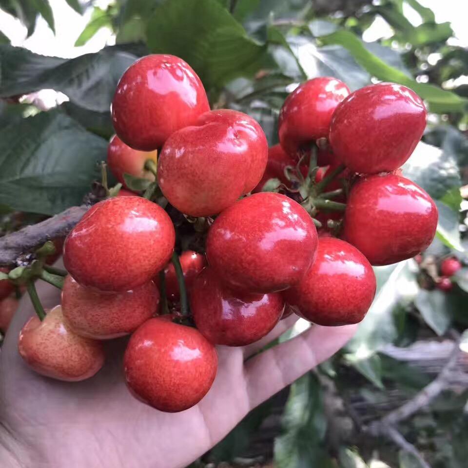 丹珍cherry🍒