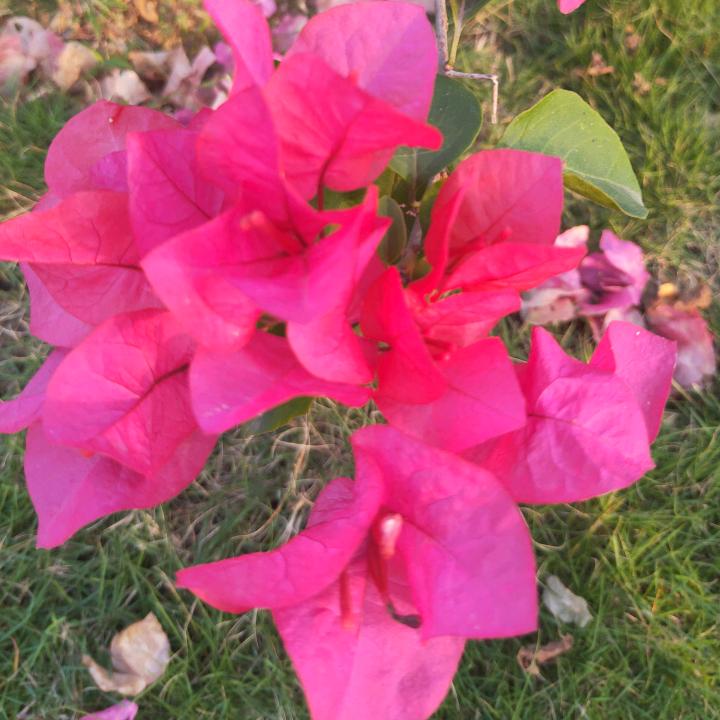阳春市潼芯花生油～～黄蓉