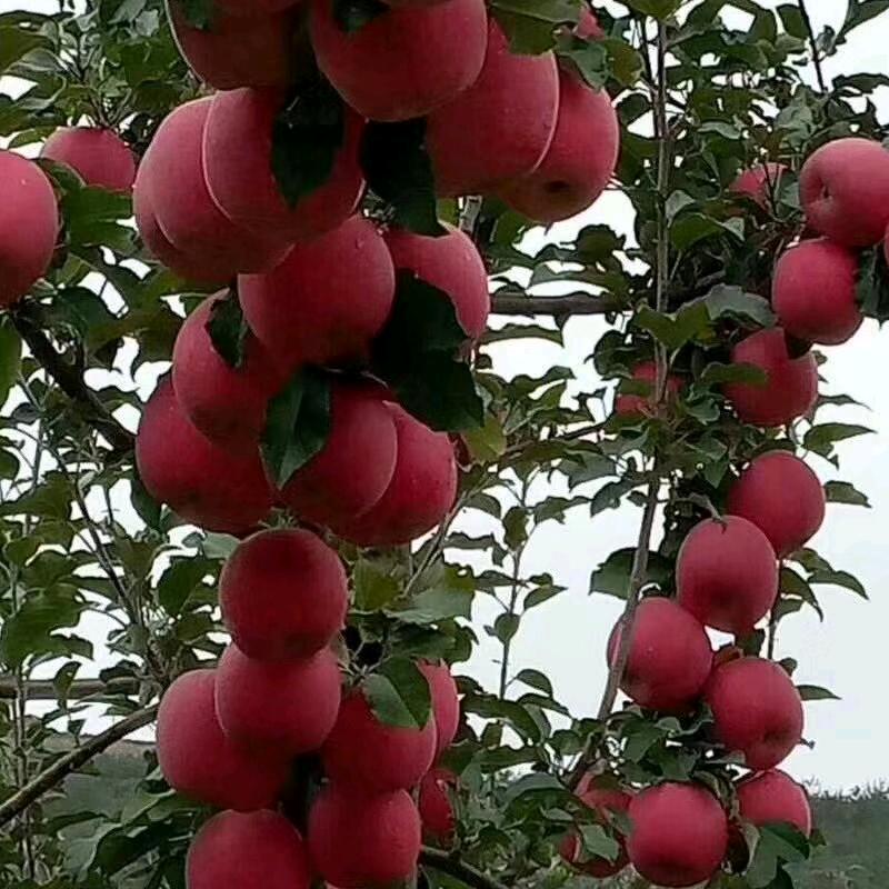 绵阳龙门水果批发