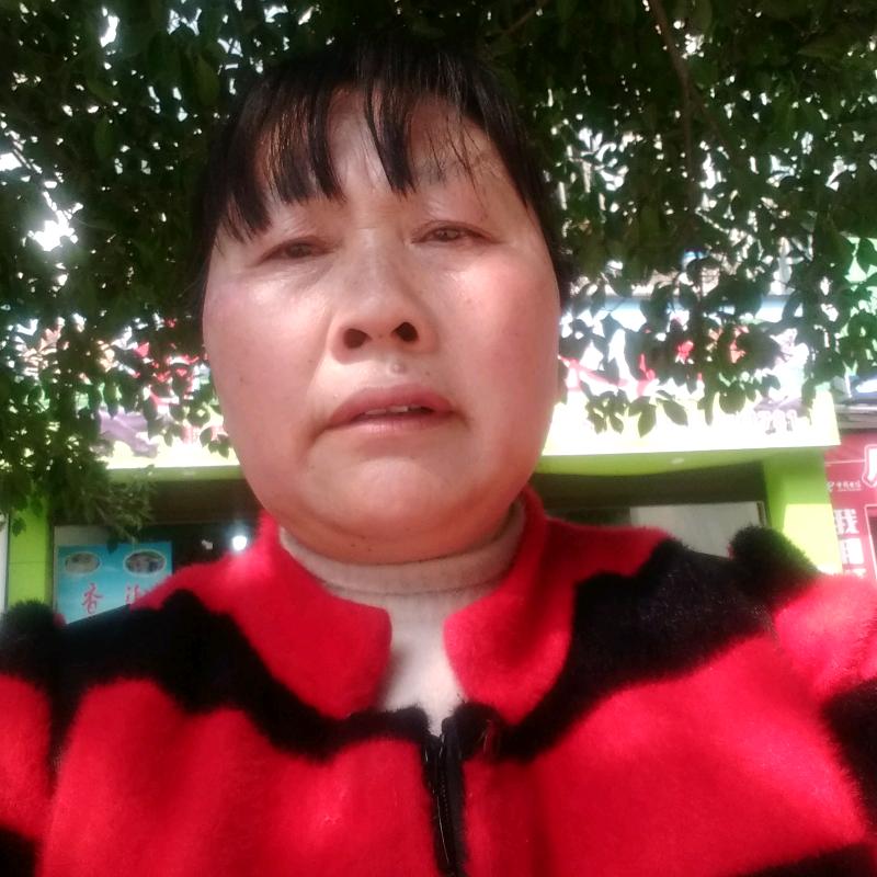 $枯叶蝶
