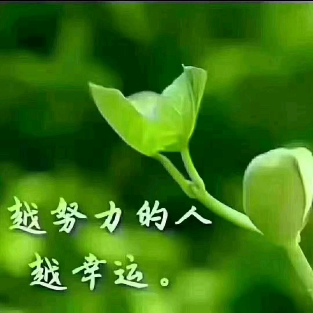 菊