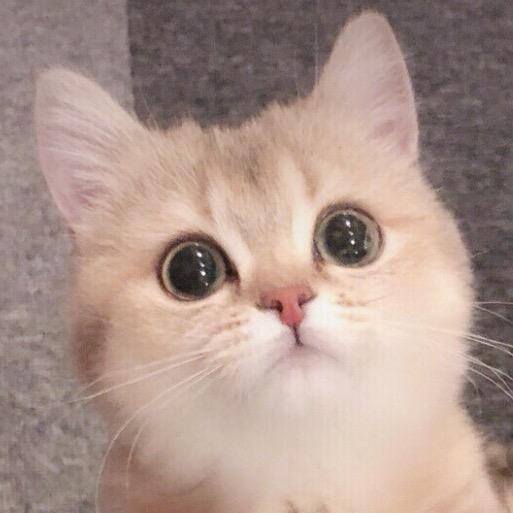 面面