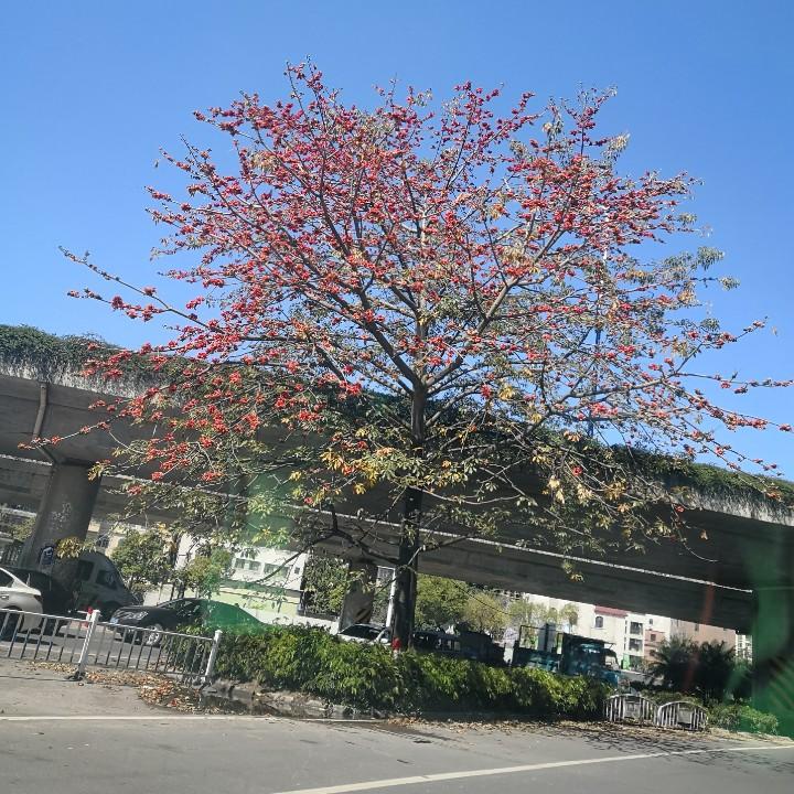 佩爷