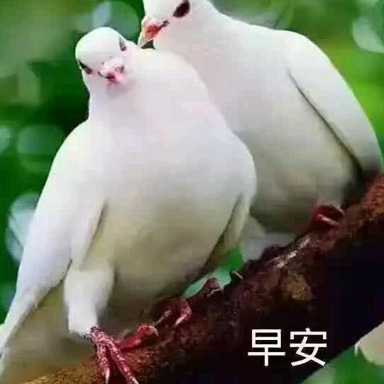 和平相处
