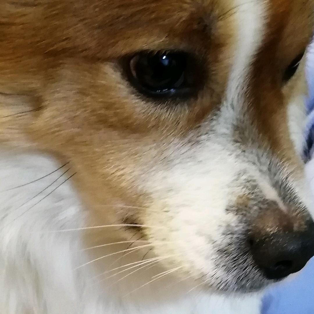 小狗诺贝