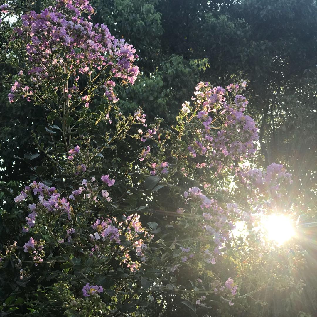 静待花开1