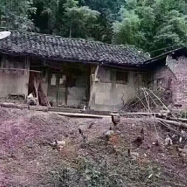大山里的孩子