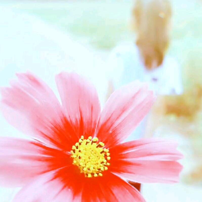 珂艾汐