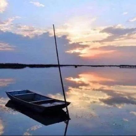 被猪撞过的大树