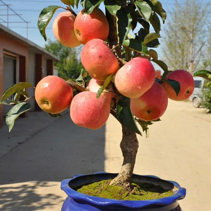 昕家果树盆景园艺场