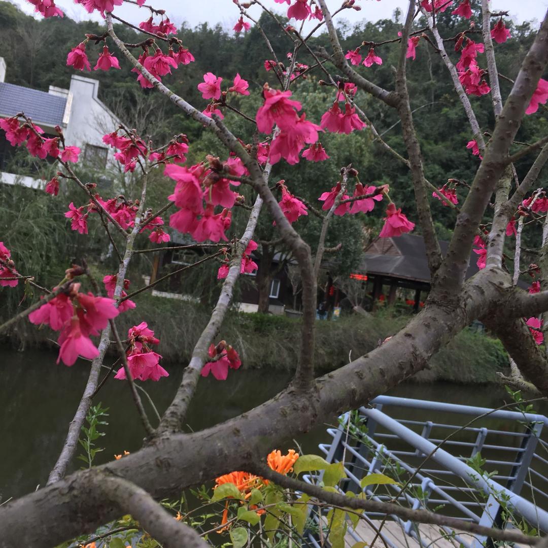 摩登小屋
