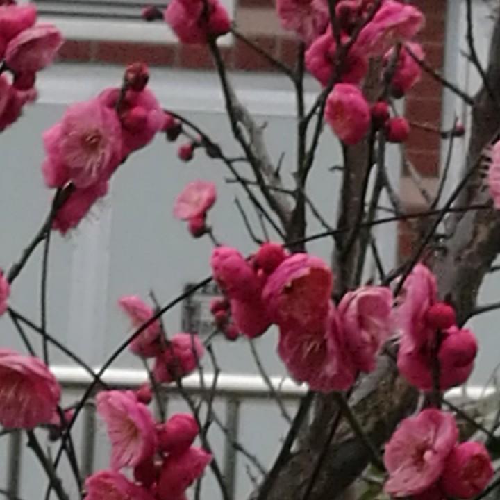 梦里水乡