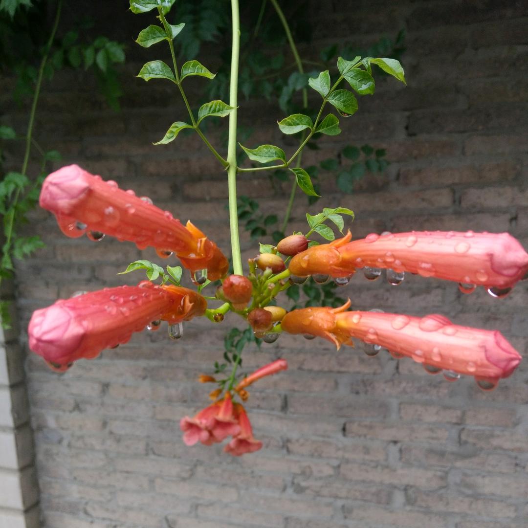 浊酒一杯家万里