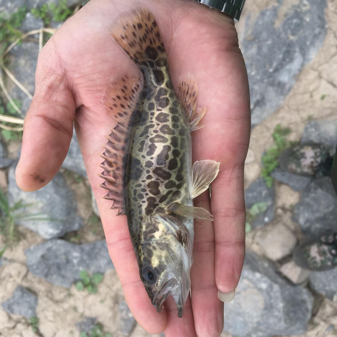 郭家村小霸王🇨🇳