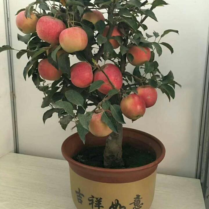 辰诺盆栽果树批发基地