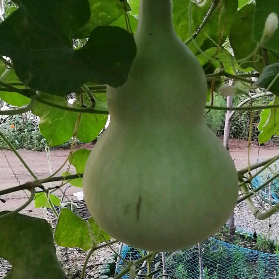 鱼菜四平（吉林雾耕）
