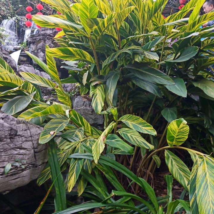 用户7682108026974龙的传人