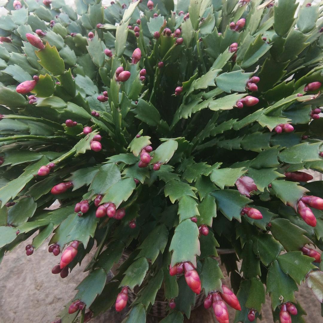 王玲
