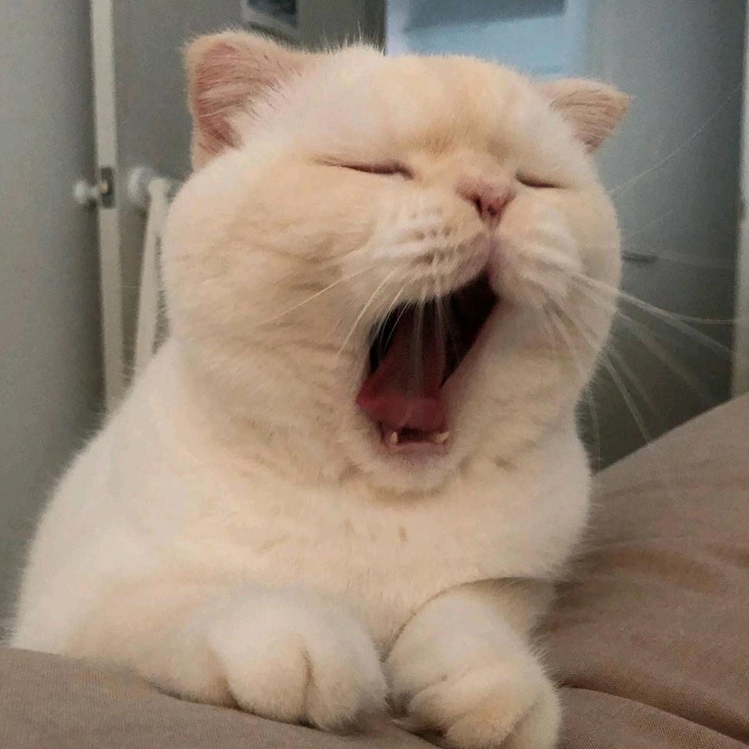 猕猴桃
