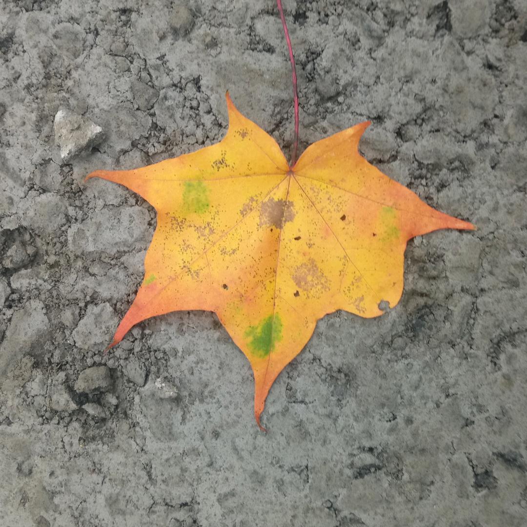 枫