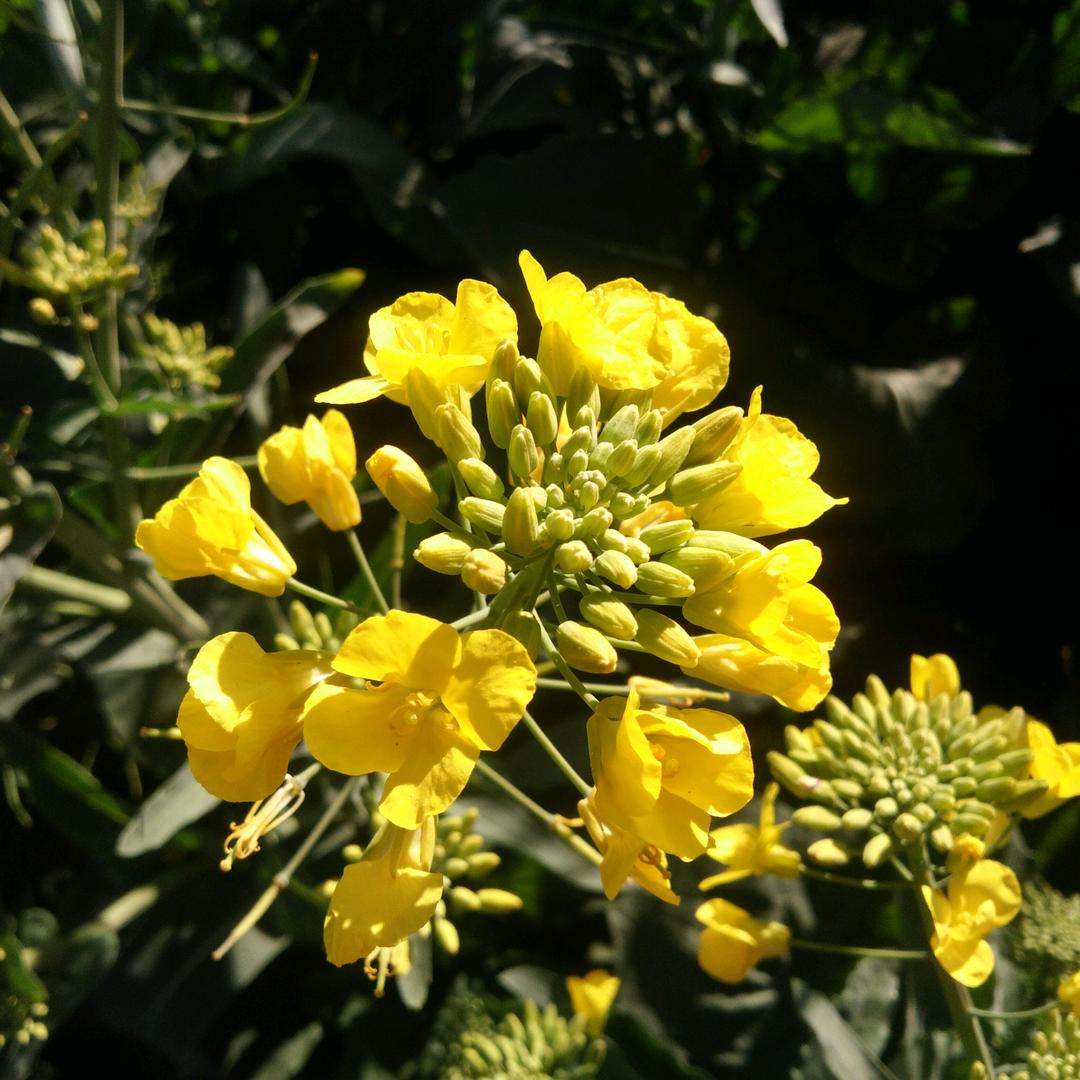 美丽的风景如画