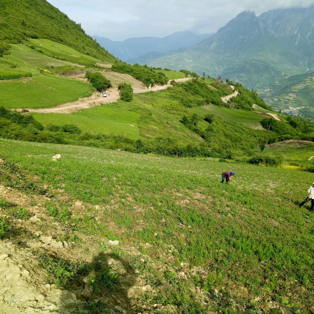 大山情怀