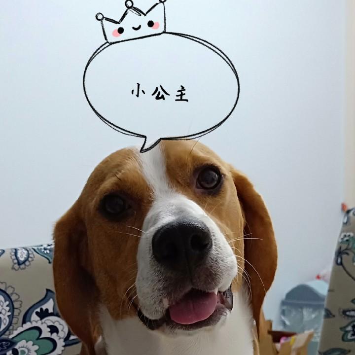 🐶汪星人🐶