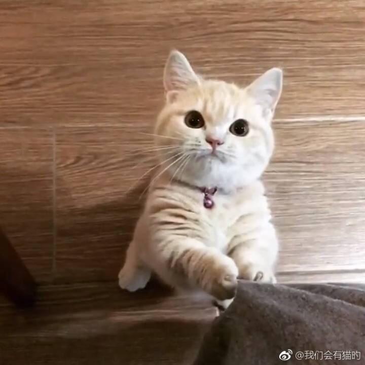 🌙喵尾巴