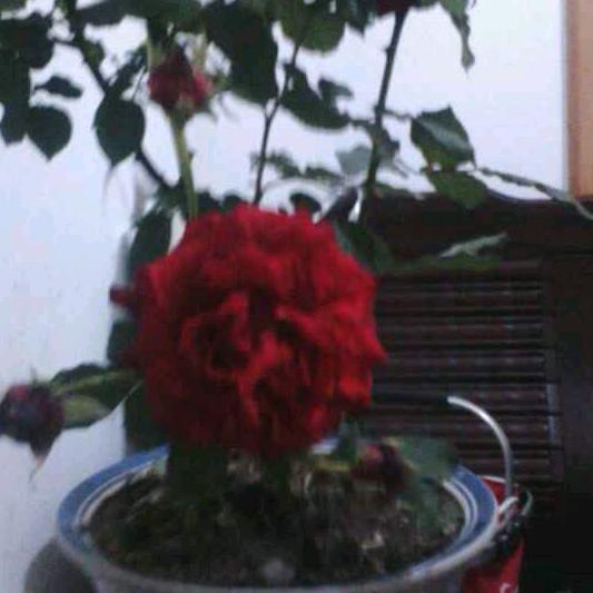 用户芬芳