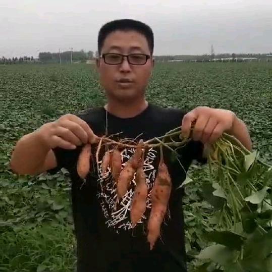 茂丰红薯（展功成）