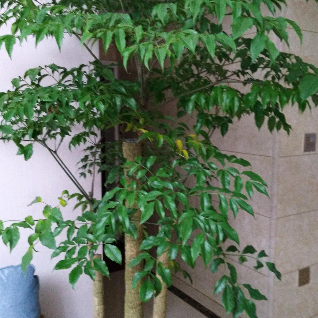一缕春风