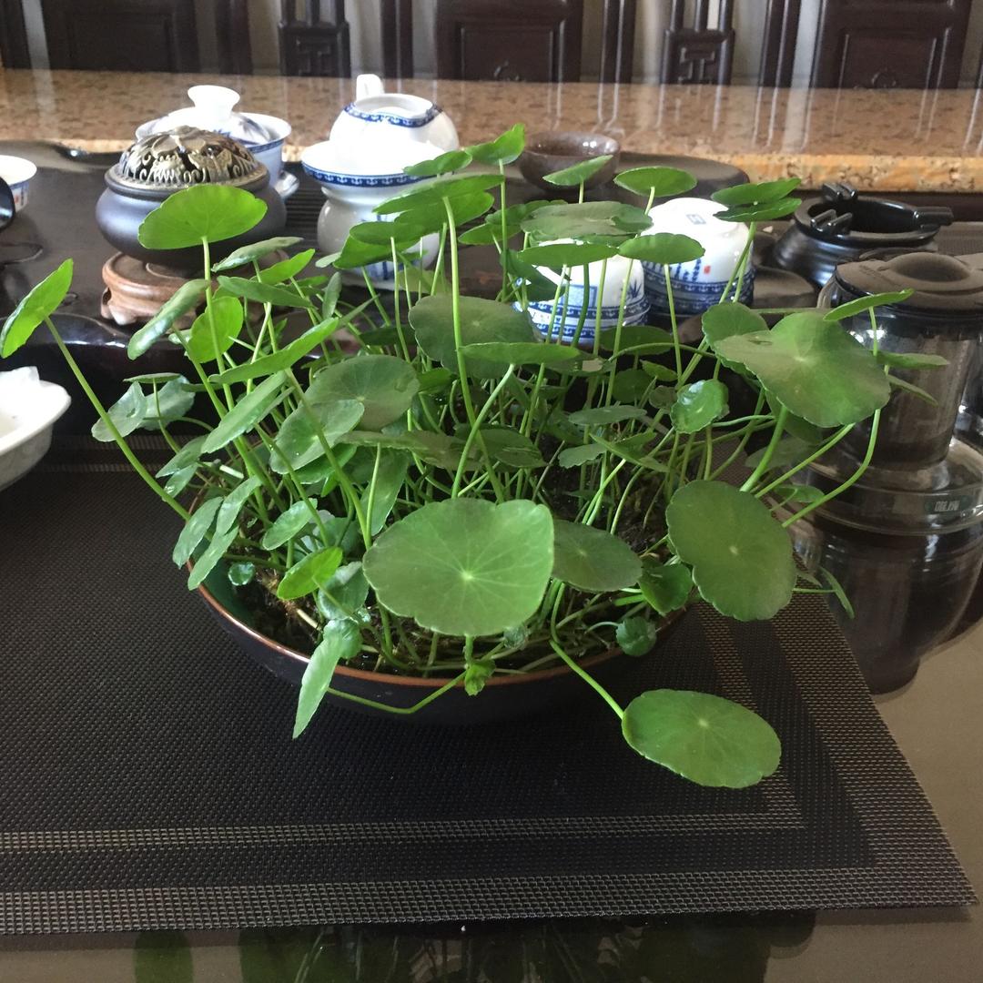 阿目