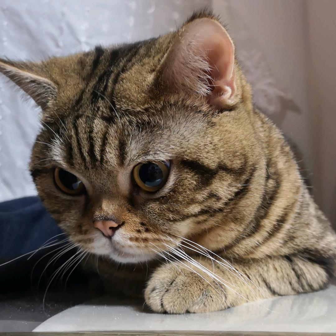 猫淘