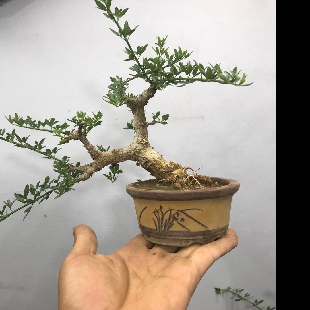 高山迎春侧柏苗木