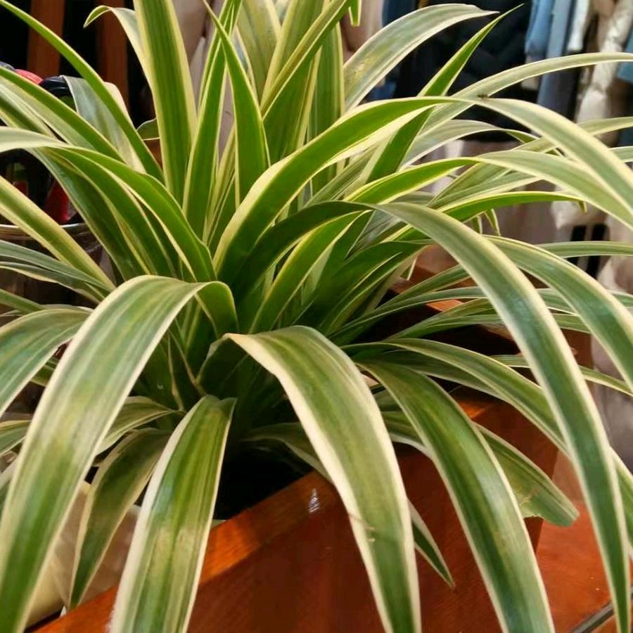 顺其自然卖🐷🐷肉小刘